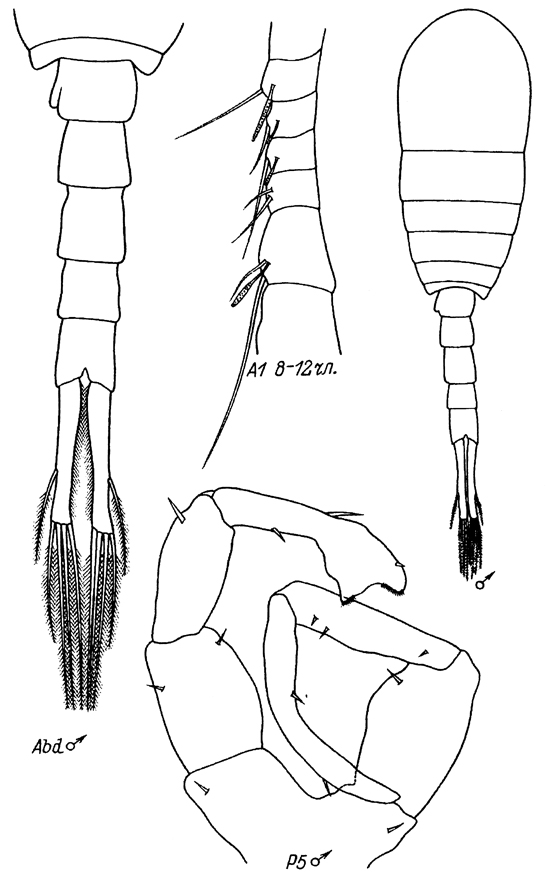 Espce Eurytemora grimmi - Planche 2 de figures morphologiques