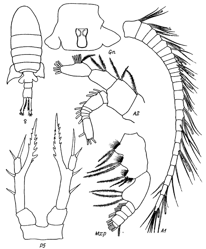 Espèce Eurytemora herdmani - Planche 6 de figures morphologiques