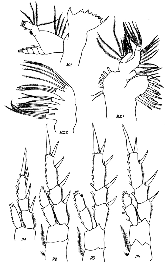 Espèce Eurytemora herdmani - Planche 7 de figures morphologiques