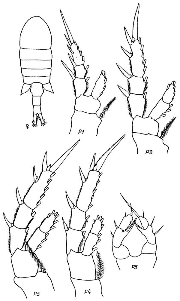 Species Eurytemora pacifica - Plate 15 of morphological figures