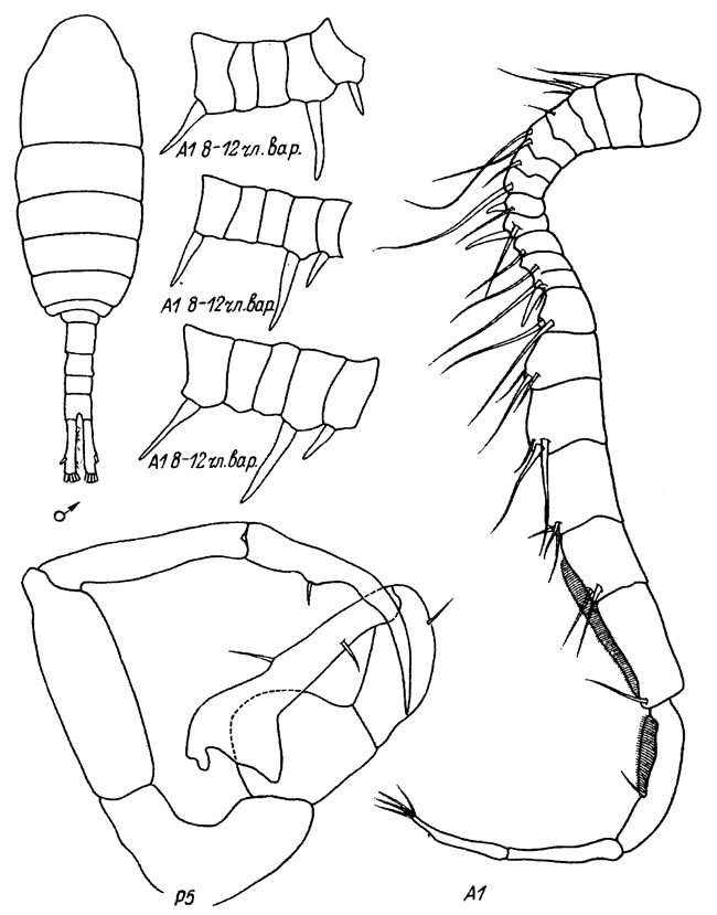 Species Eurytemora pacifica - Plate 17 of morphological figures