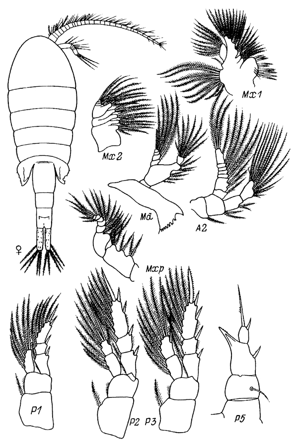 Species Eurytemora velox - Plate 4 of morphological figures