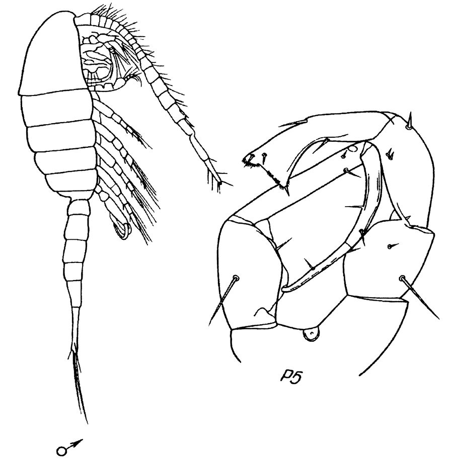Species Eurytemora velox - Plate 5 of morphological figures