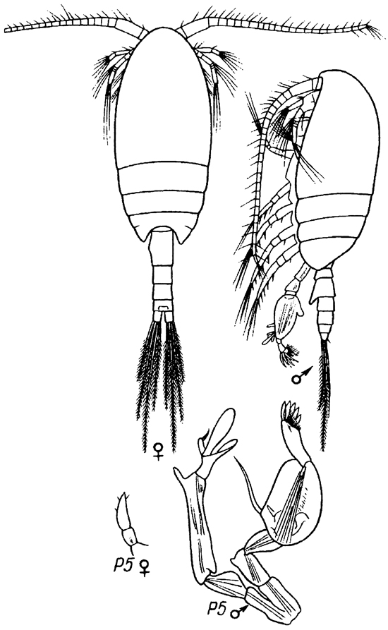 Espèce Stephos arcticus - Planche 3 de figures morphologiques