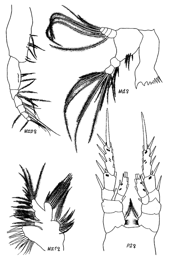 Espèce Stephos kurilensis - Planche 5 de figures morphologiques