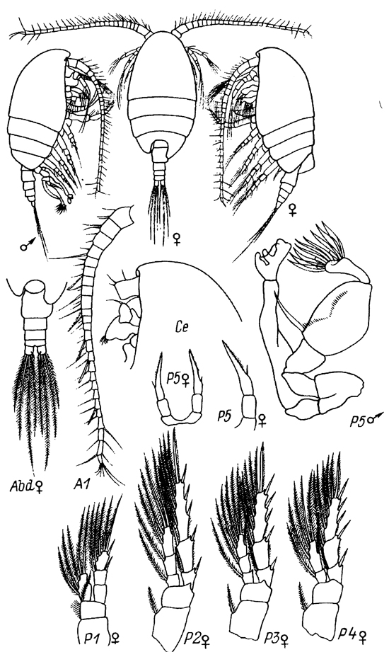 Species Stephos lamellatus - Plate 3 of morphological figures