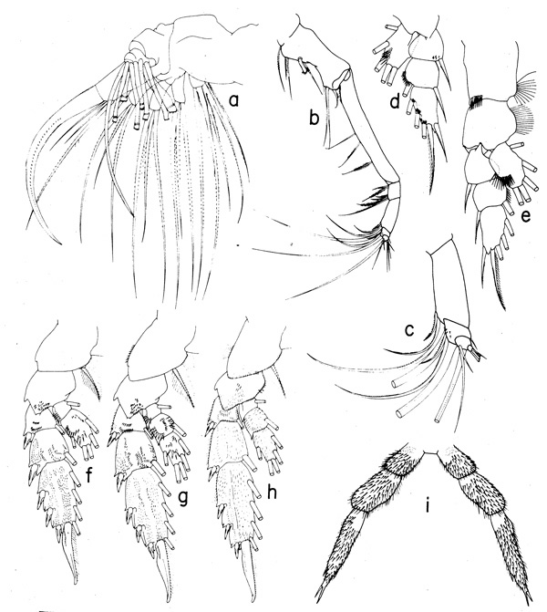 Espèce Onchocalanus trigoniceps - Planche 3 de figures morphologiques