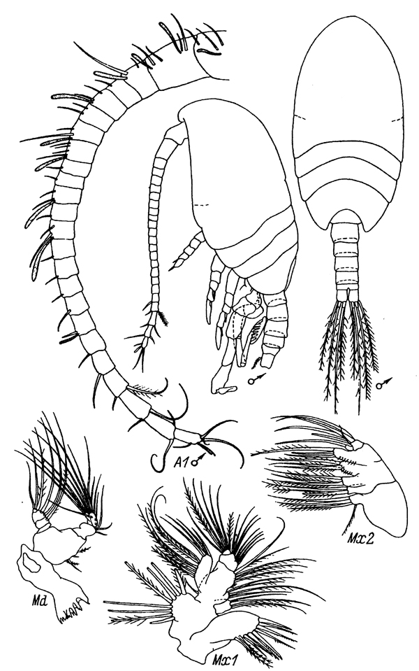 Espèce Parastephos occatum - Planche 2 de figures morphologiques