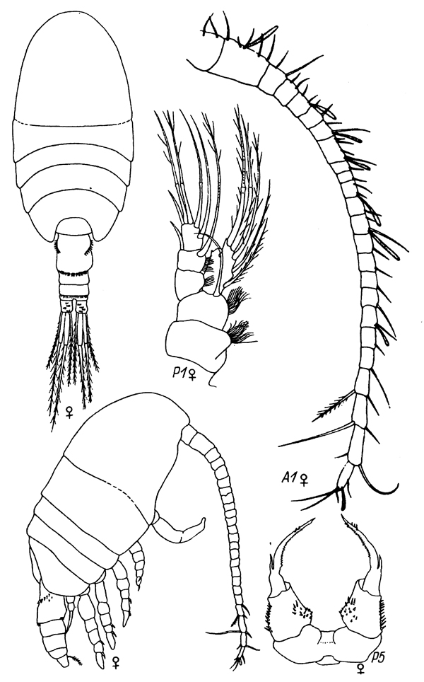 Espèce Parastephos occatum - Planche 1 de figures morphologiques