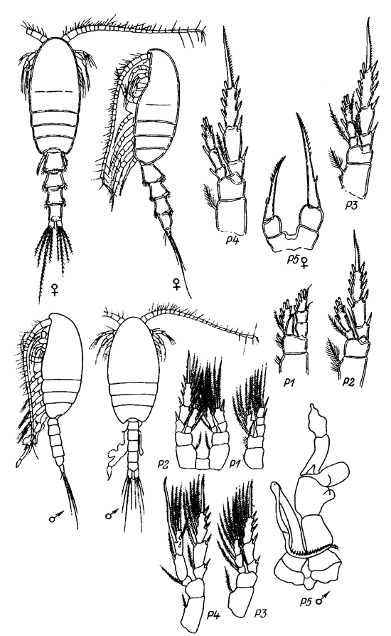 Species Parastephos pallidus - Plate 3 of morphological figures