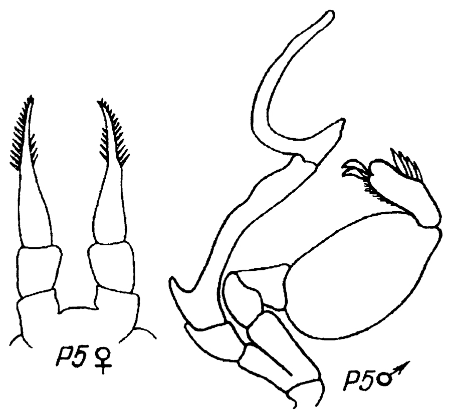 Species Stephos scotti - Plate 4 of morphological figures