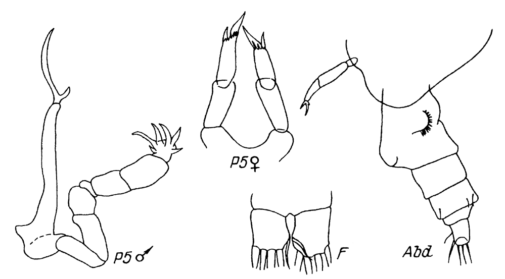 Espce Stephos tsuyazakiensis - Planche 2 de figures morphologiques