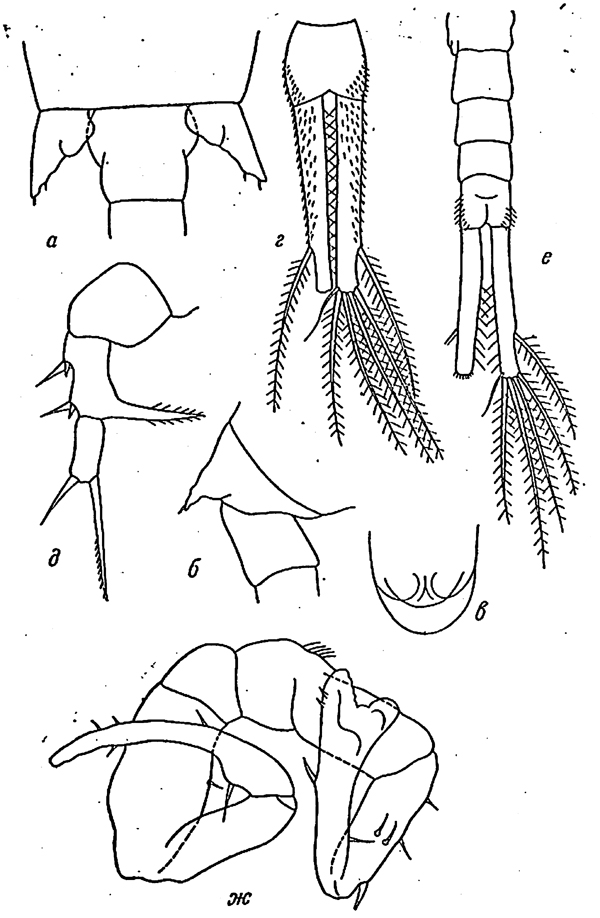 Espce Eurytemora kurenkovi - Planche 1 de figures morphologiques