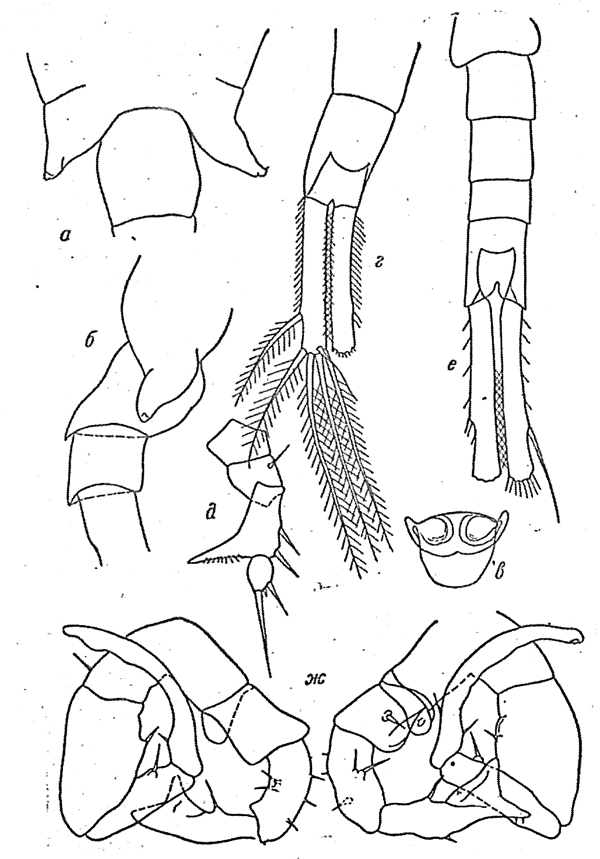 Espce Eurytemora anadyrensis - Planche 1 de figures morphologiques