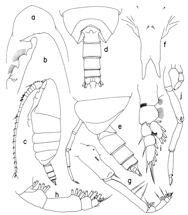 Espèce Onchocalanus trigoniceps - Planche 4 de figures morphologiques