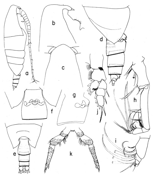 Species Onchocalanus paratrigoniceps - Plate 1 of morphological figures