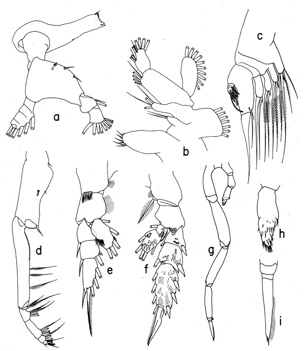 Species Onchocalanus cristatus - Plate 4 of morphological figures