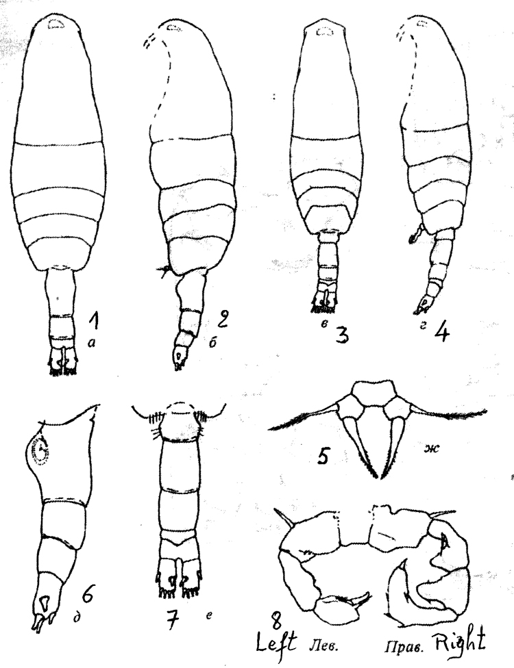 Species Acartia (Acartiura) hudsonica - Plate 19 of morphological figures