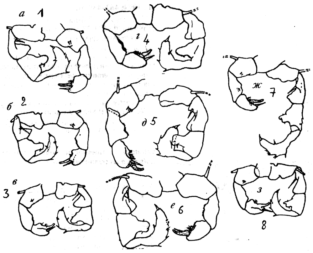 Species Acartia (Acartiura) hudsonica - Plate 20 of morphological figures