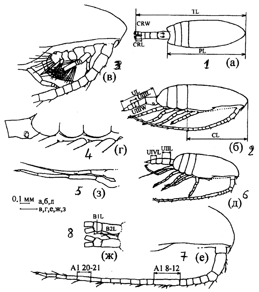 Species Pseudocalanus minutus - Plate 13 of morphological figures