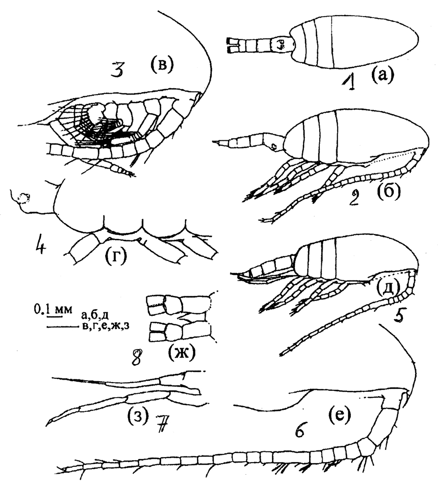 Espèce Pseudocalanus acuspes - Planche 10 de figures morphologiques