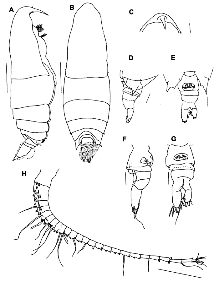 Espce Ryocalanus infelix - Planche 3 de figures morphologiques
