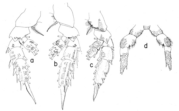 Species Onchocalanus magnus - Plate 2 of morphological figures