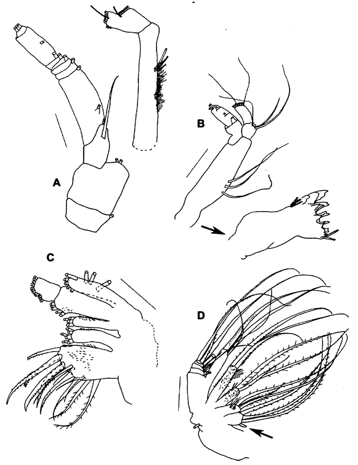 Species Ryocalanus infelix - Plate 4 of morphological figures