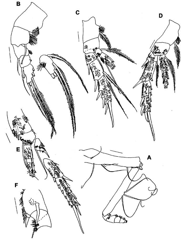 Species Ryocalanus infelix - Plate 5 of morphological figures