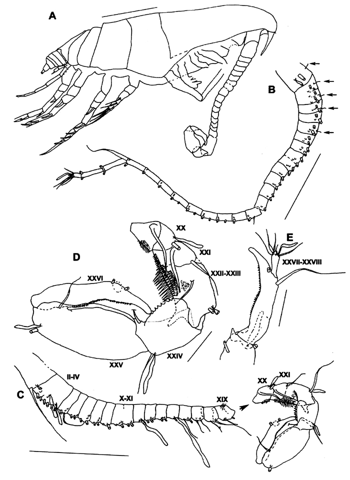 Species Ryocalanus infelix - Plate 7 of morphological figures