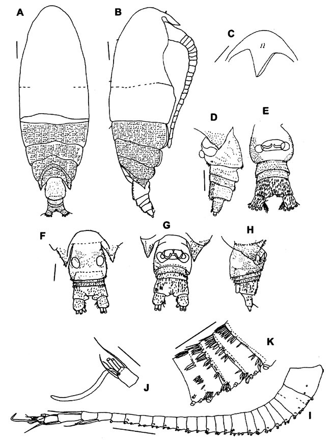 Espèce Ryocalanus squamatus - Planche 1 de figures morphologiques