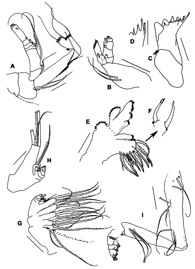 Espèce Ryocalanus squamatus - Planche 2 de figures morphologiques