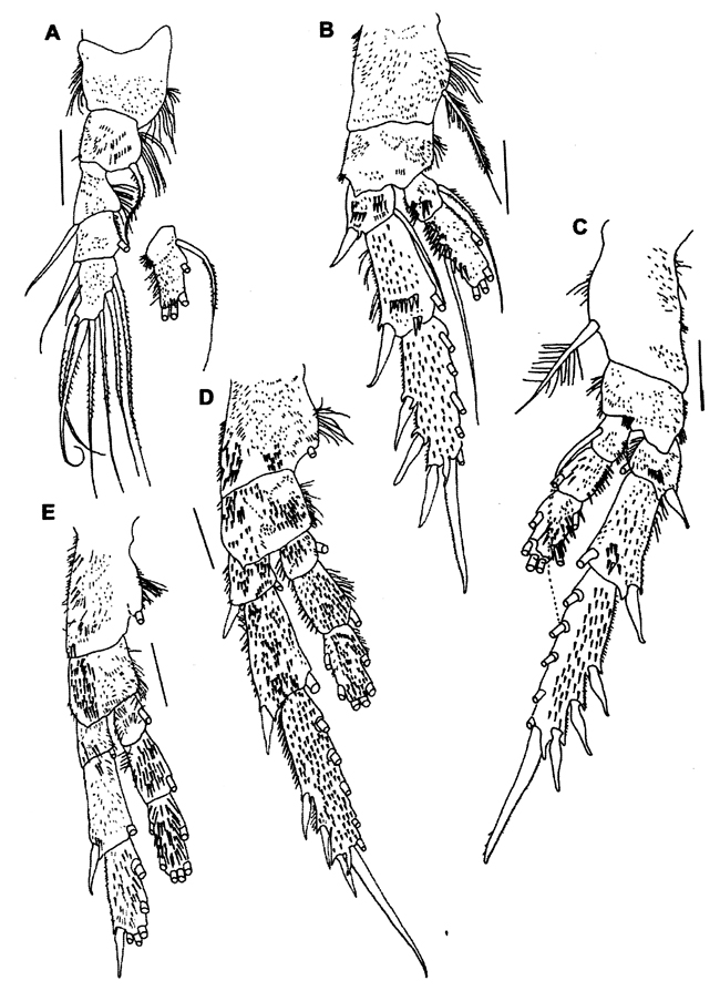 Species Ryocalanus squamatus - Plate 3 of morphological figures