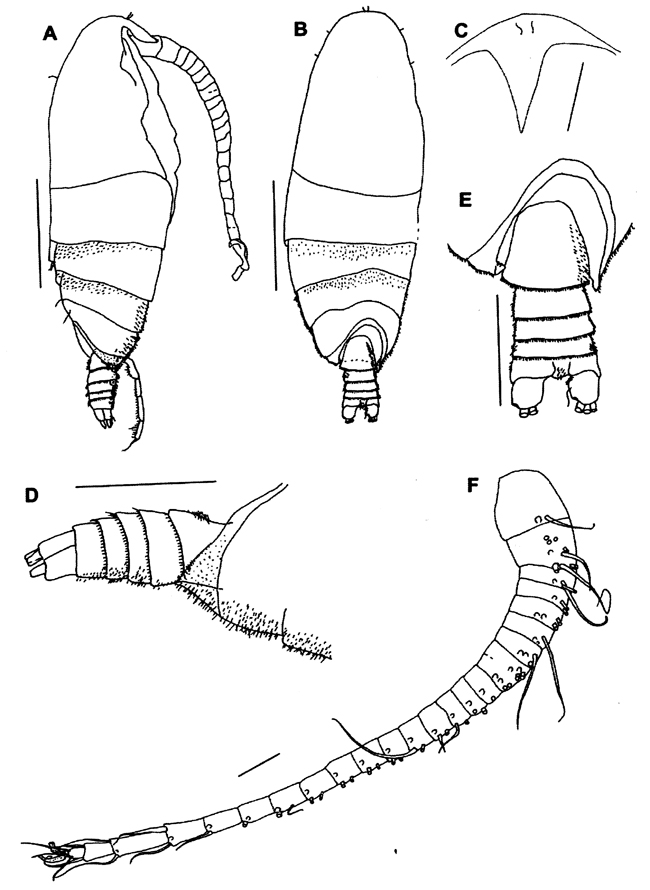 Espce Ryocalanus squamatus - Planche 5 de figures morphologiques