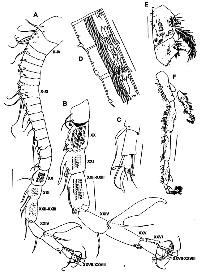 Species Ryocalanus squamatus - Plate 6 of morphological figures