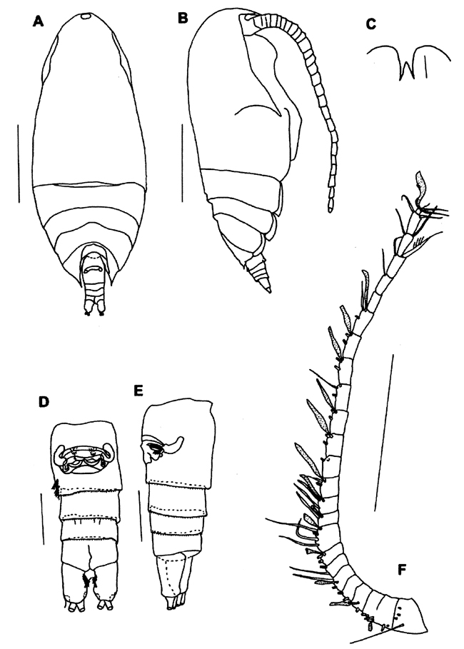 Species Yrocalanus kurilensis - Plate 1 of morphological figures