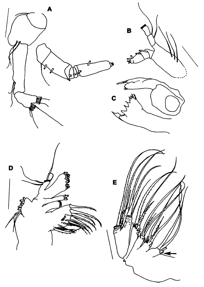 Espce Yrocalanus kurilensis - Planche 2 de figures morphologiques