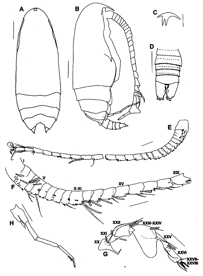 Espce Yrocalanus kurilensis - Planche 5 de figures morphologiques