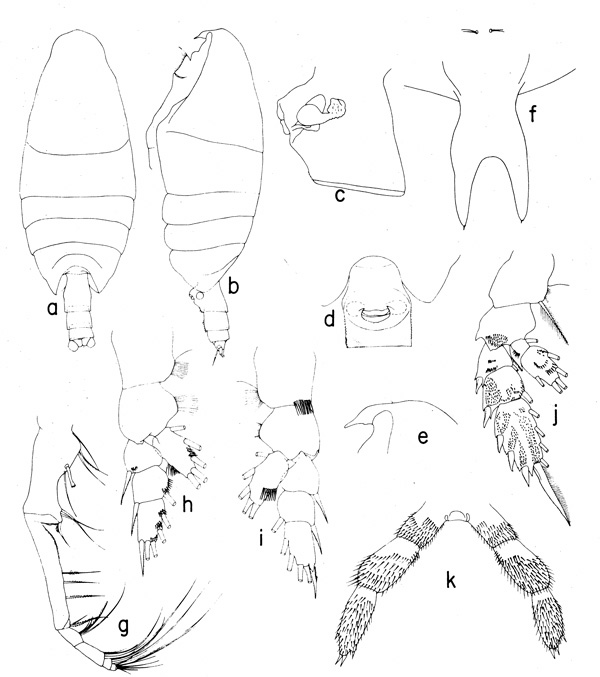Espèce Onchocalanus wolfendeni - Planche 1 de figures morphologiques