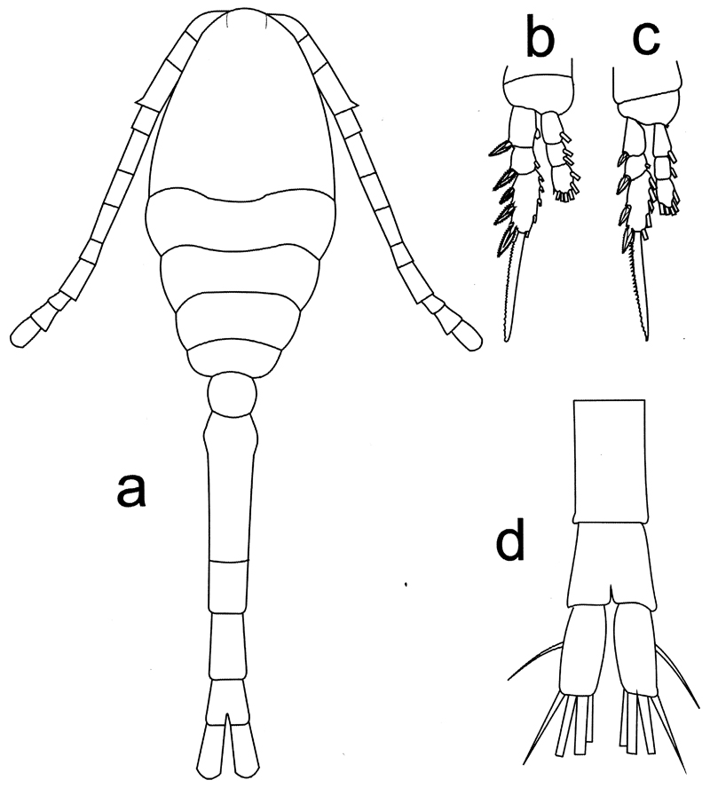 Espce Oithona attenuata - Planche 21 de figures morphologiques