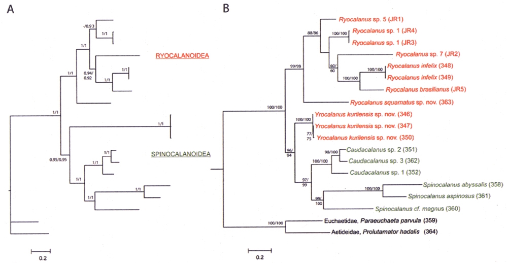 Superfamily Ryocalanoidea - Plate 1