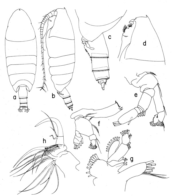 Species Cornucalanus chelifer - Plate 4 of morphological figures