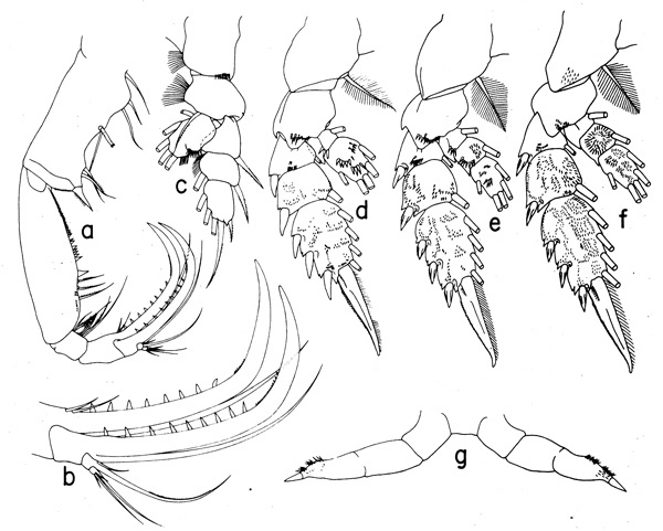 Species Cornucalanus chelifer - Plate 5 of morphological figures