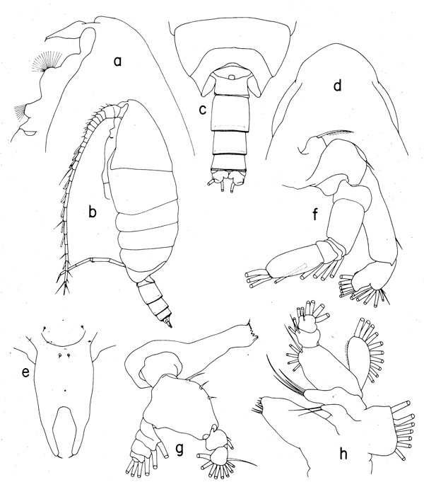 Species Cornucalanus chelifer - Plate 2 of morphological figures