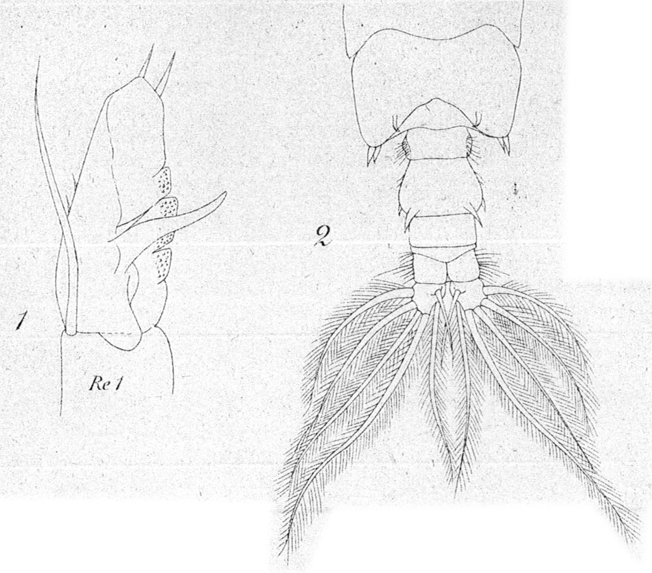 Species Acartia (Odontacartia) bispinosa - Plate 13 of morphological figures