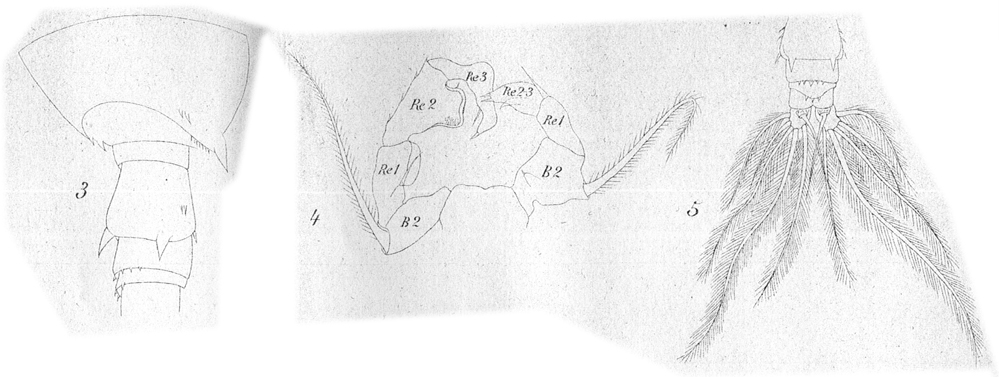 Species Acartia (Odontacartia) amboinensis - Plate 10 of morphological figures