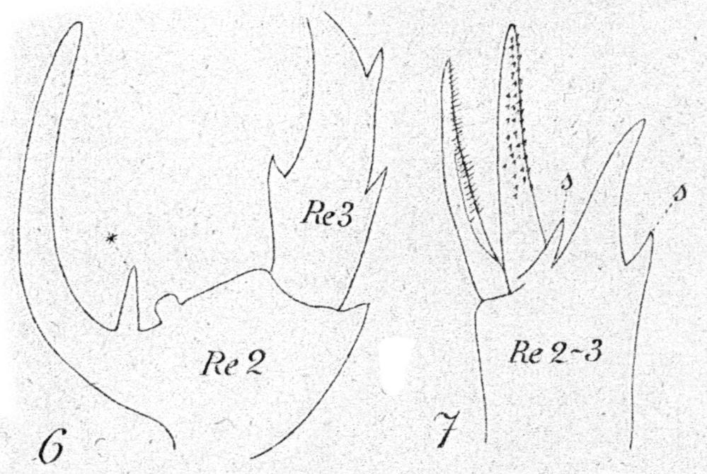 Species Centropages furcatus - Plate 24 of morphological figures
