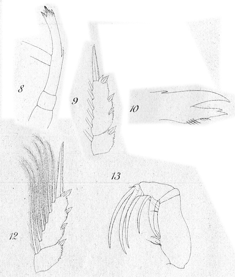 Species Candacia bradyi - Plate 8 of morphological figures