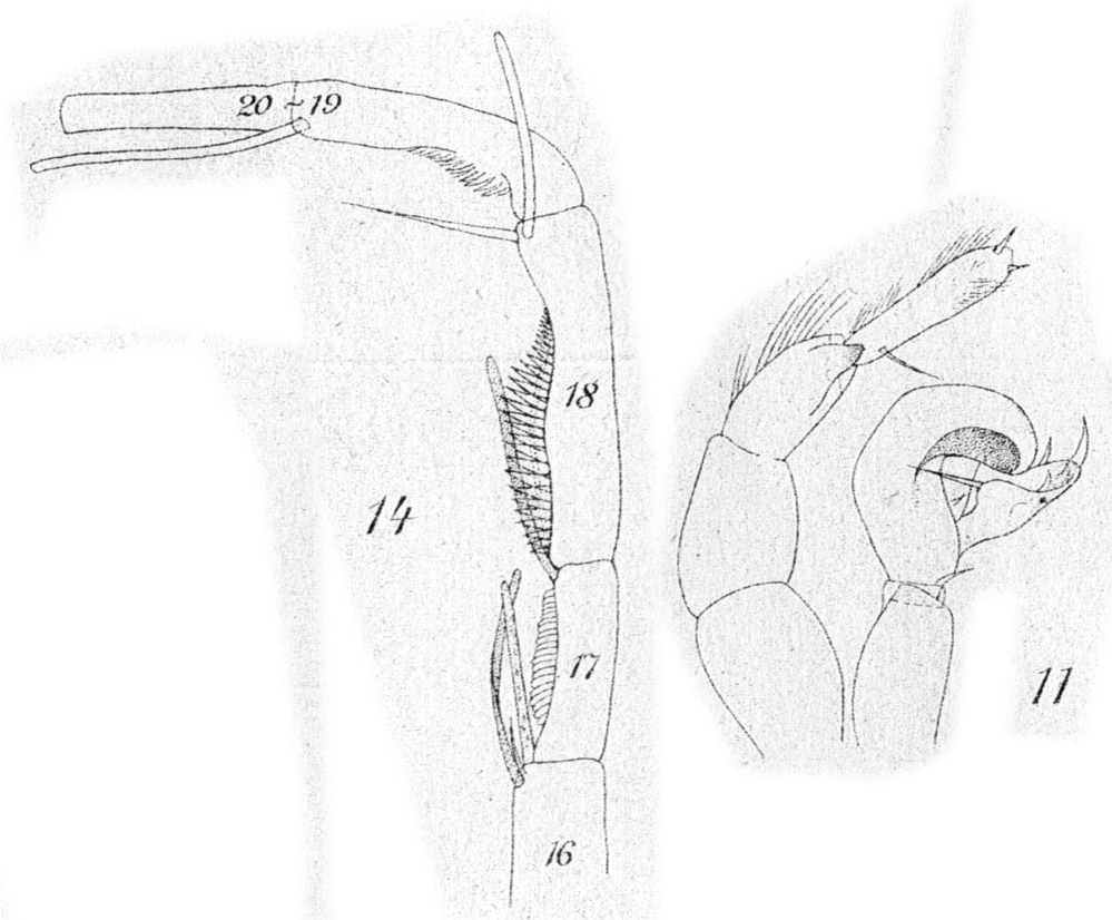 Espce Candacia bradyi - Planche 9 de figures morphologiques