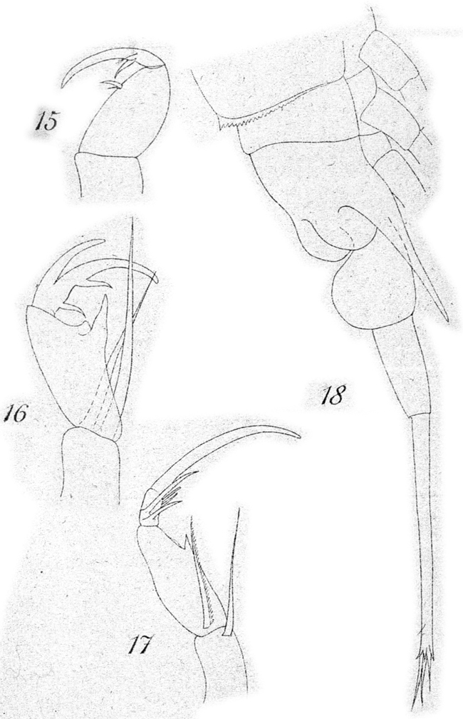 Espce Corycaeus (Urocorycaeus) longistylis - Planche 10 de figures morphologiques
